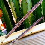 Incenso de Carvão com Canfora Lavanda Celestial